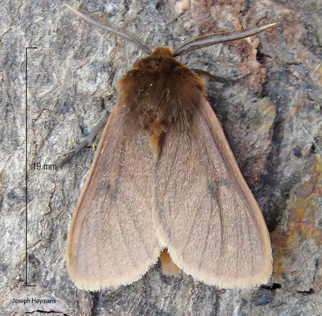 Metarctia jansei